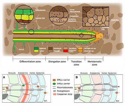 Corrigendum: Root Exudation of Primary Metabolites: Mechanisms and Their Roles in Plant Responses to Environmental Stimuli